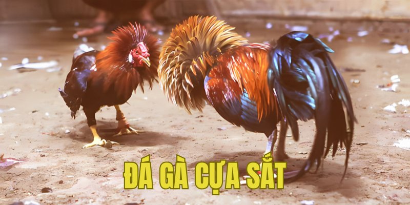 Banner www.talentsheaven.edu.vn